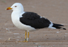 1cy fuscus in August, ringed in Finland. (81365 bytes)
